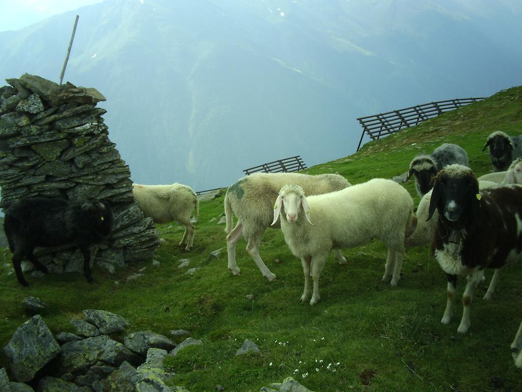 Temelerhof Lägenhet Gries im Sellrain Exteriör bild